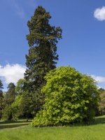 Compton Verney - Very Big Tree.jpg