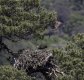 Osprey nest.jpg