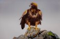 Golden Eagle LowerRes jpg-1584.jpg