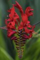 CrocosmiaLucifer.jpg