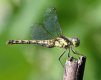 Sympetrum striolatum stack reduced 20190826.jpg