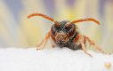 nomada_bee_by_alimacro_ddung2s-fullview.jpg