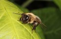 Andrena garden 20200427_02.jpg