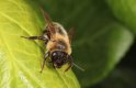 Andrena garden 20200427_04.jpg