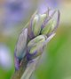 Bluebell 36 EXT.jpg