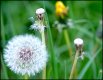 Dandelion seed head G9 P1013268.JPG