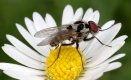 Anthomyia pluvialis male garden 20200503.jpg