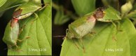 Common Green Shieldbug mating pair 202005.jpg