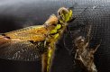 21.Ruddy Darter-Female.jpg