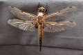 23.Ruddy Darter -Female.jpg