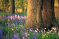 bluebells_in_cottons_wood_3.jpg