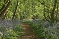 rsz_bluebells_in_cottons_wood_1.jpg