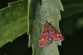 Pyrausta aurata 200516 01.jpg