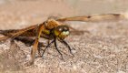 2.Four Spotted Chaser (2 of 1).jpg