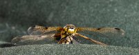 4.Four Spotted Chaser (4 of 1).jpg