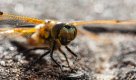 3.Four Spotted Chaser (3 of 1).jpg