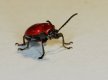 Red Lily Beetle 072.jpg
