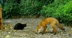fox and cat.jpg