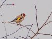 Goldfinch-2.jpg