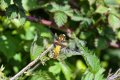 V Broad Bodied Chaser Dragonfly 3.jpg