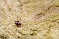 mite2crop_4k_1400.jpg