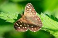 C Speckled Wood Butterfly.jpg