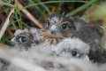 Merlin chicks 1024.jpg