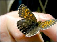 Butterfly on Susies finger NIK_1027.JPG