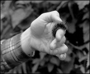 Caterpillar in Susies hand.jpg