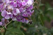 Hummingbird hawk moth 210813 01.jpg