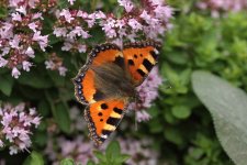 Small tortoiseshell 210813 01.jpg