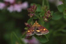 Pyrausta aurata 210813 01.jpg