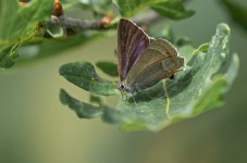 purple hairstreak.jpg