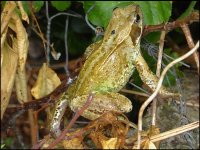 Frog in the garden TZ40 1020277.JPG