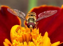 Marmalade Hoverfly - Episyrphus balteatus (1).JPG