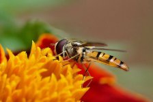 Marmalade Hoverfly - Episyrphus balteatus (2).JPG