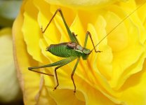 Speckled Bush-cricket (Youngster) (5).JPG