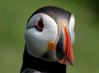 Puffin (25).JPG