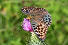 Silver-washed Fritillary (female the unusual Valesina form) 3.jpg