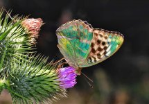 Silver-washed Fritillary (female, the unusual Valesina form) 8 (2).jpg