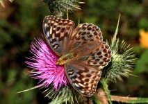 Silver-washed Fritillary (female, the unusual Valezina form).jpg