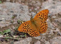 Silver-washed Fritillary (male) 1 (2).jpg