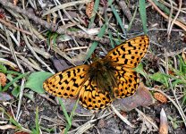 Pearl-bordered Fritillary (2) - Copy.jpg