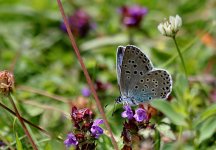 Large Blue (2) - Copy.jpg