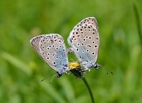 Large Blue's (3) - Copy.jpg