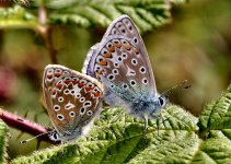 Mating Common Blue's (1) - Copy.jpg