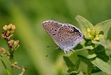 Large Blue (1) - Copy.jpg