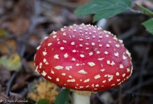 QC Agaric Mushroom.jpg