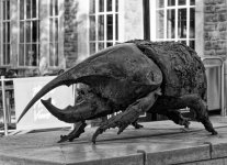 Rhinoceros Beetle.jpg