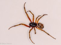 WW Noble False Widow Spider.jpg